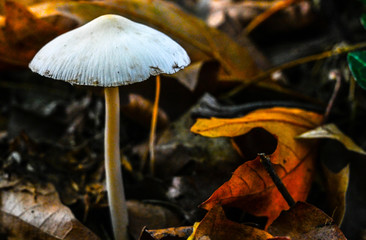 Champignon
