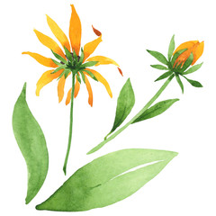 Rudbeckia hirta floral botanical flowers. Watercolor background set. Isolated rudbeckia illustration element.