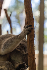 Koala claw