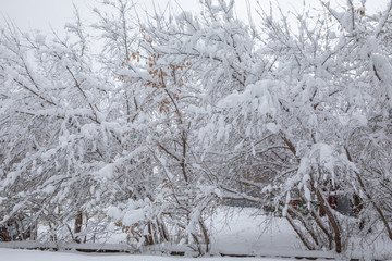 Trees after heavy snowfall