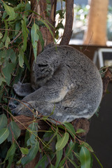 Fototapeta premium Koala is sleeping in a tree