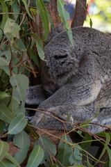 Koala is sleeping in a tree