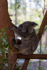 Koala is sleeping in a tree