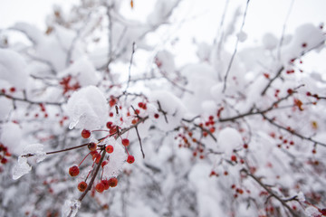 berry in winter under the snow