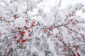 berry in winter under the snow