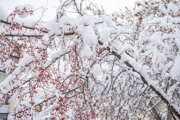 berry in winter under the snow