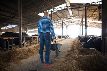 Farmer with wheelbarrow full of hay feeding cows at cattle domestic animal farm. Countryside lifestyle.