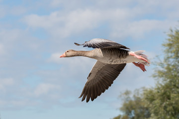 STEGEN, BAVARIA / GERMANY - September 12, 2019: View on a flying grey / gray goose (also: graylag goose; waterfowl genus Anser). Animal in motion. Determined to reach the desired destination.
