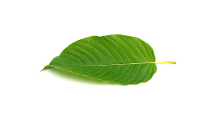 Obraz premium kratom leaf (Mitragyna speciosa) Mitragynine on white background isolate image,Drugs and Narcotics,Thai herbal which encourage health