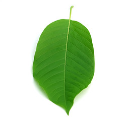 kratom leaf (Mitragyna speciosa) Mitragynine on white background isolate image,Drugs and Narcotics,Thai herbal which encourage health