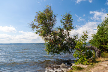 Beautiful curved tree on the beach of lake Tavatuy, Russia