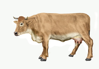 vache laitière beige, animal, bétail, ferme, brun, mollet, gazon, de profil, agriculture, champ, blanc, taureau, lait, boeuf, exploitation laitière, prairie, isolé, alpage, rural, mammifère, nature, b