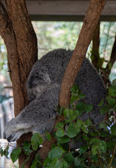 Koala is sleeping in a tree