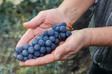 Elderly hands holding a bunch of grapes
