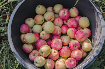 A large bucket full of fresh, delicious, freshly picked apples from a tree. A huge harvest of apples.