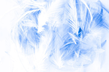 Fototapeta na wymiar Beautiful abstract purple and blue feathers on white background and colorful soft white feather texture