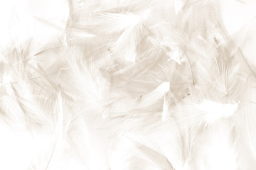 Obraz premium Beautiful abstract black and white feathers on white background and colorful soft gray feather texture