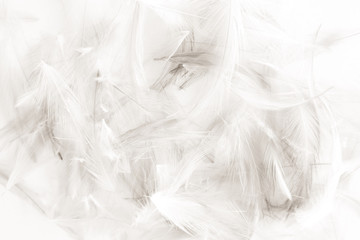 Beautiful abstract black and white feathers on white background and colorful soft gray feather  texture