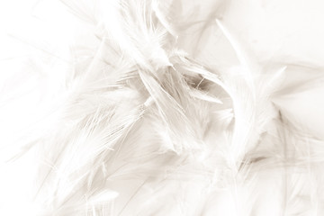 Beautiful abstract black and white feathers on white background and colorful soft gray feather  texture