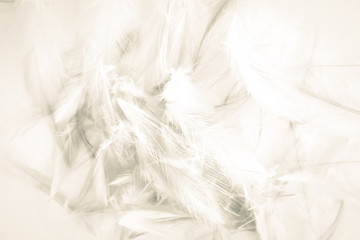 Obraz premium Beautiful abstract black and white feathers on white background and colorful soft gray feather texture