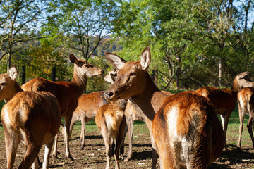 Naklejka na ściany i meble Group of female deer in the forest