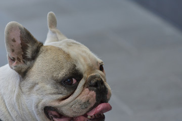 French bulldog on the street