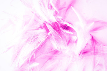 Beautiful abstract blue and purple feathers on white background and colorful soft white pink feather  texture