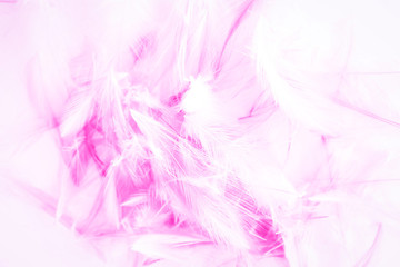 Fototapeta premium Beautiful abstract blue and purple feathers on white background and colorful soft white pink feather texture