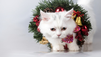A white british longhair cat playing chiristmas ornament