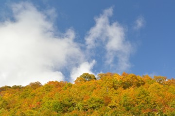 Fototapeta premium 紅葉