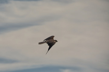 Falke im Flug