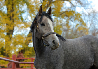 Obraz premium Arabian horse portrait against autumn nature background
