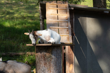 Ziege auf Potest