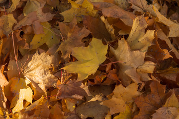 Ahornlaub im Herbst