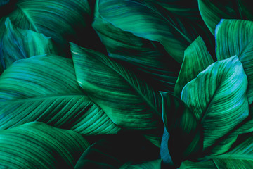 leaves of Spathiphyllum cannifolium, abstract green texture, nature background, tropical leaf