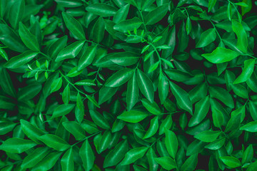 abstract green leaf natural background, tropical leaf, tiny green leaf