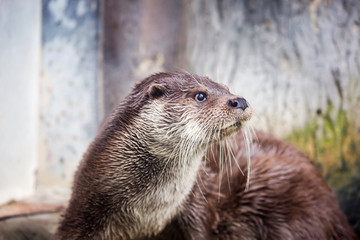 Otter.  It is a nimble and flexible beast, quite large, with a streamlined body shape. He's a fine hunter. The body of the otter is most adapted to hunting in water.