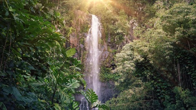 Waterfall in Tropical Paradise (Loop)