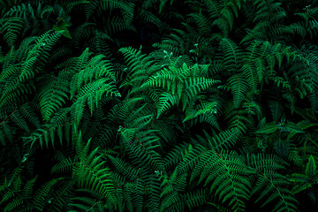 abstract green fern leaf texture, nature background, tropical leaf - Powered by Adobe
