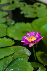 pink water lotus