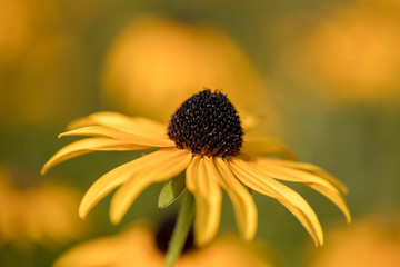 Arnikablüten im Garten