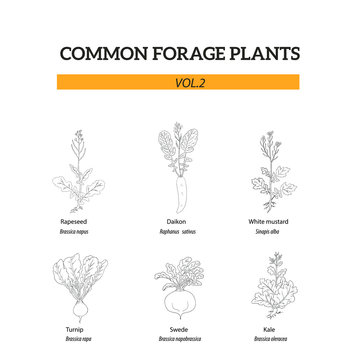 Big set of common forage plants,  Vol 2, hand drawn illustration of  Turnip, Swede, Rapeseed, Kale, White mustard, Dakon for food and foraging.