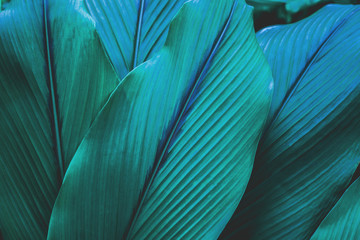 abstract green leaf texture, nature background, tropical leaf