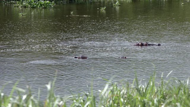 Group of hippos swimming and breathing in the river of akagera national park