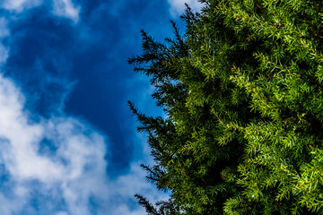 Juniper on the blue sky background