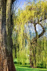 Amazing willow tree by the pond in the park
