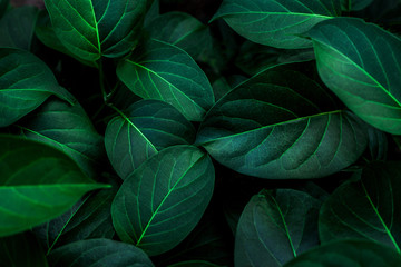 tropical leaves, abstract green leaves texture, nature background