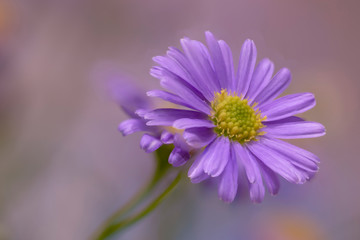 Purple Daisy Close Up