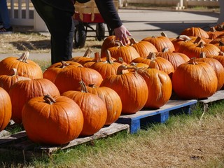 Orange pumpins on display with a woman picking one at a farmer's market