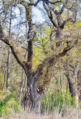 swamp scene in South West Poland